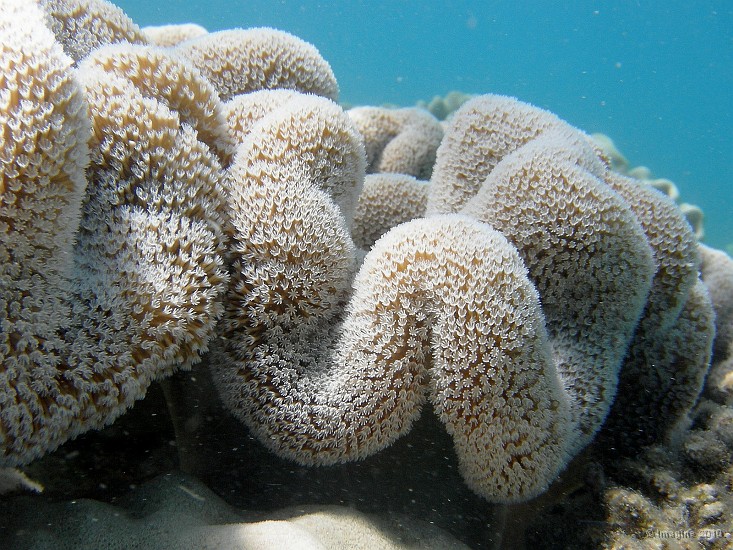 116- Alcyonaire sarcophyton - Ilot Signal.JPG